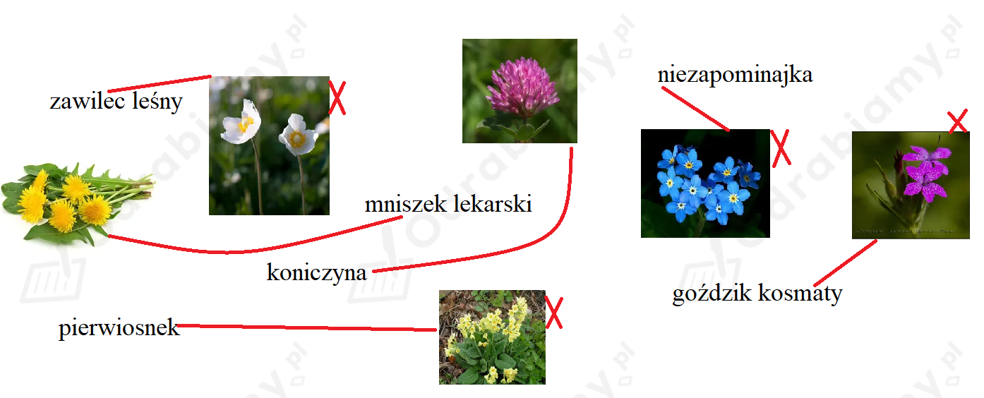 Połącz liniami zdjęcia kwiatów z Zadanie 6 Szkolni przyjaciele 2