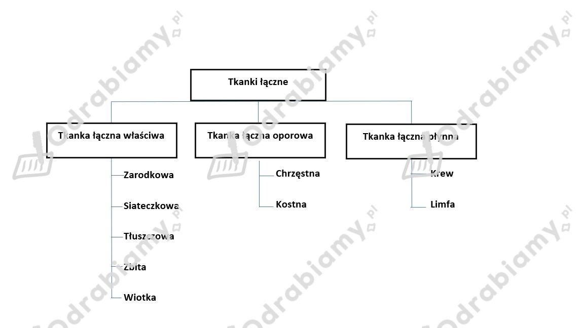 🎓 Przedstaw graficznie podział tkanek łącznych.....- Zadanie 1