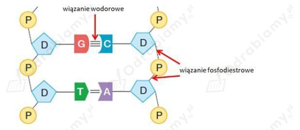 🎓 Na rysunku przedstawiono fragment budowy...- Zadanie 2: Biologia na