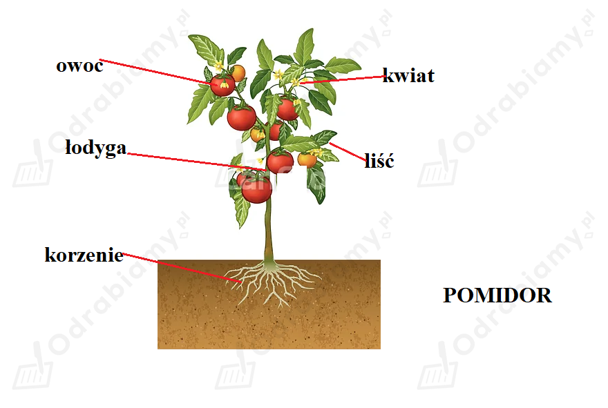 🎓 Pokoloruj obrazek i podpisz do...- Zadanie 1: Elementarz Odkrywców 2
