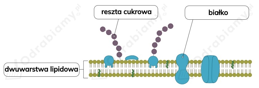 🎓 Na ilustracji przedstawiono fragment błony- Zadanie 1: Biologia na