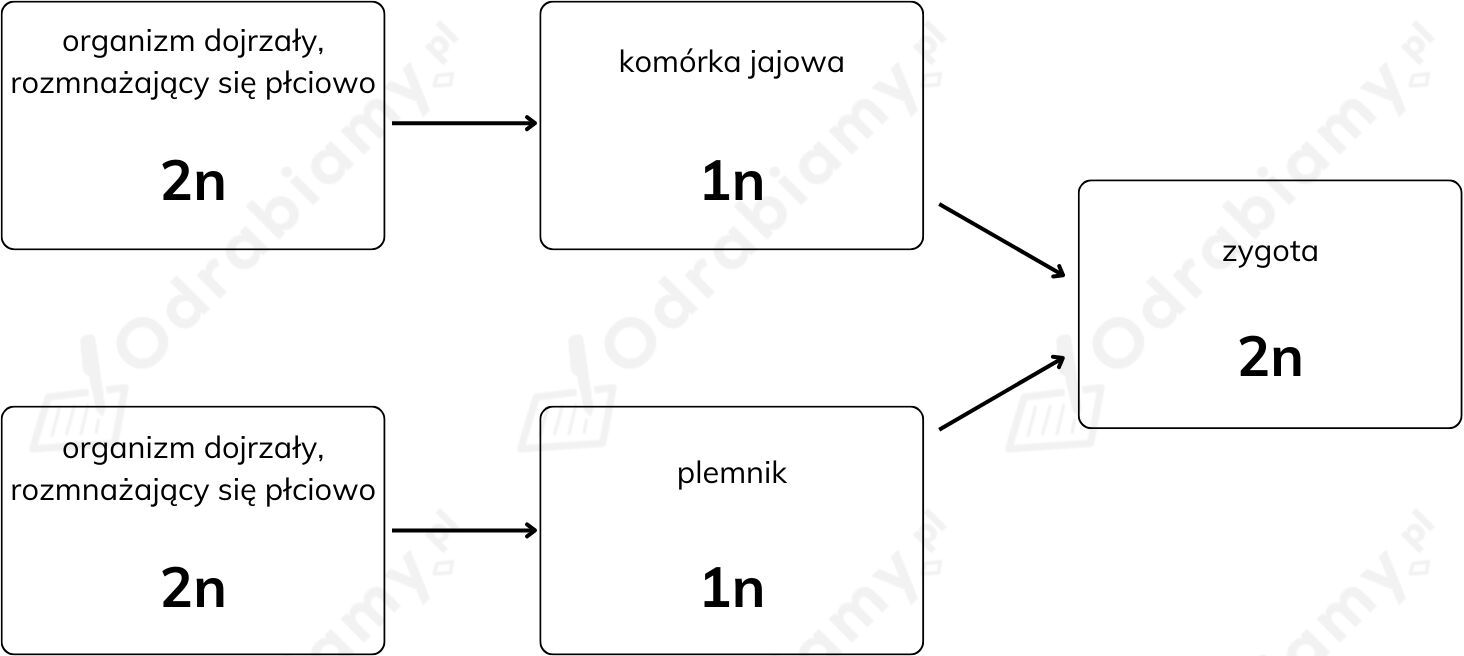 🎓 Na schemacie przedstawiono proces rozmnażania płciowego.- Zadanie 4