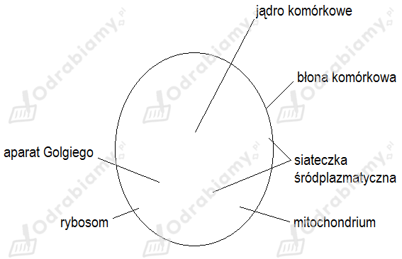 🎓 Na ilustracji przedstawiono budowę pewnej- Zadanie 3: Biologia na
